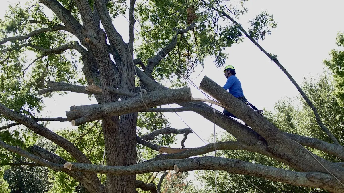 Professional Hazardous Tree Removal performed by certified arborists in Athens